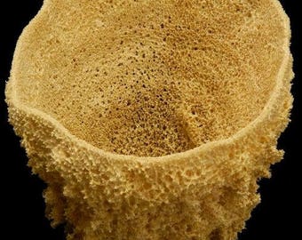Sea Cap Hard Vase Natural Sponge (Small) (EA)
