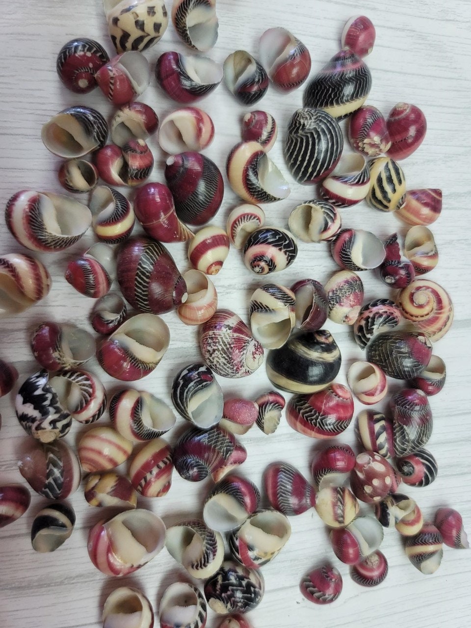 Nerita Communis Seashells  (2 Shells)