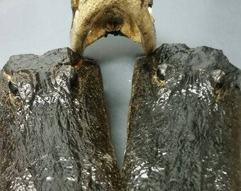 Alligator Taxidermy Preserved Head (Large)  (EA)