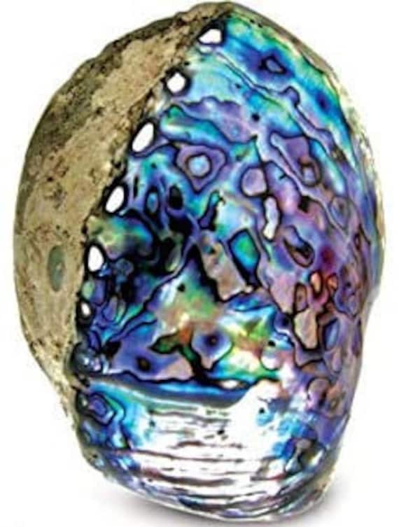 Abalone shell - PRODUCTS - NAGAE+
