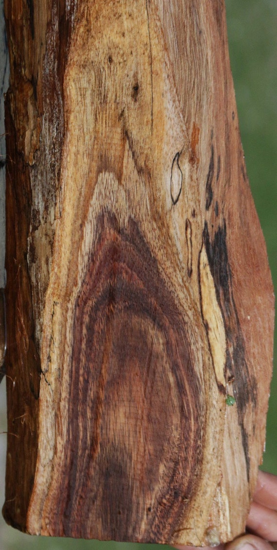 je bent nood Surichinmoi Natuurlijk hout gesneden tropisch Hawaïaans hout Paradijsvogel - Etsy  Nederland