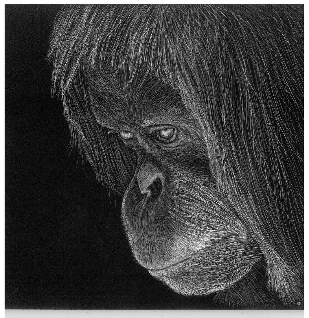Wildlife Scratchboards Made to Order Etsy