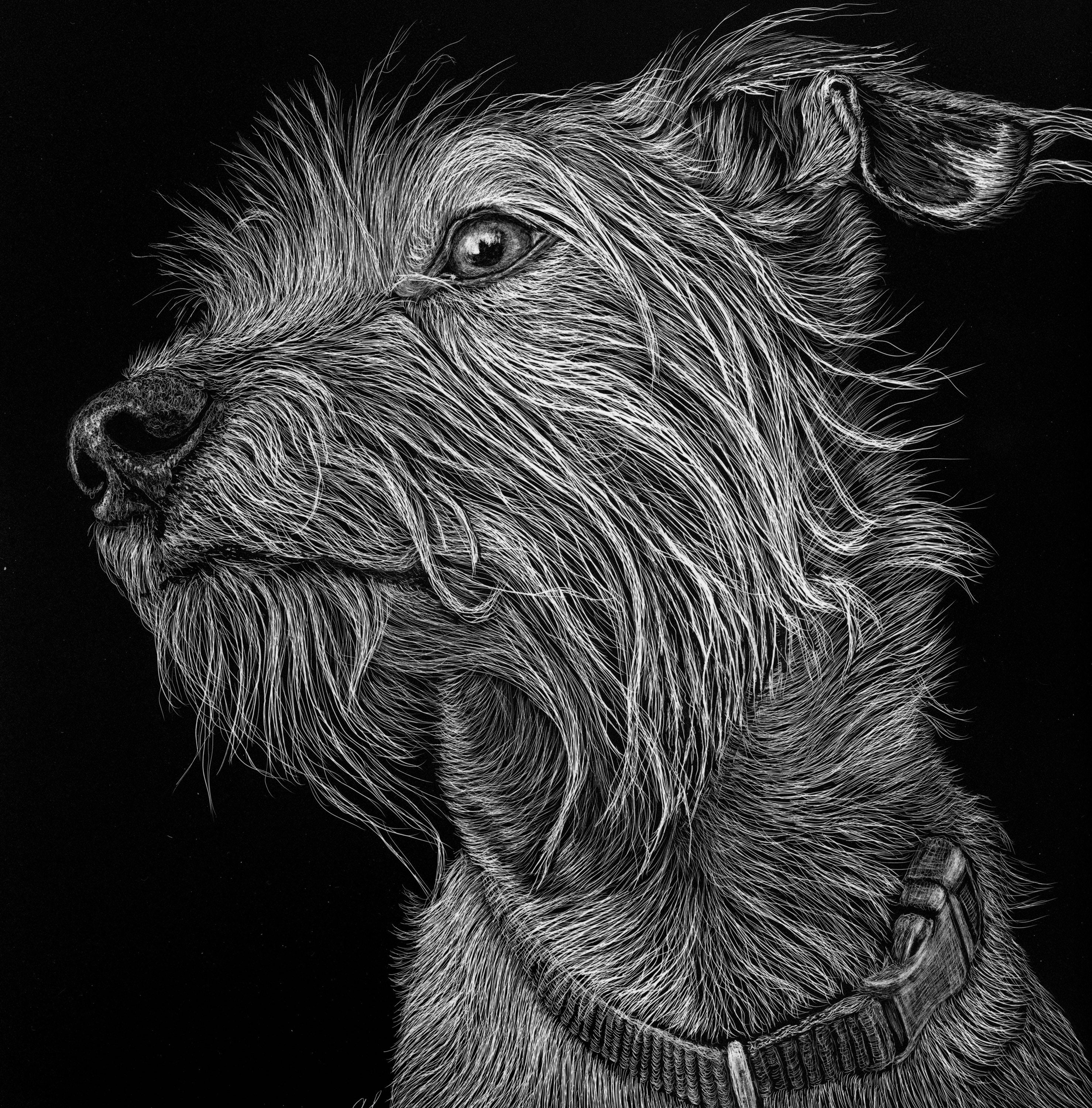 Custom Pet Scratchboard campestre.al.gov.br