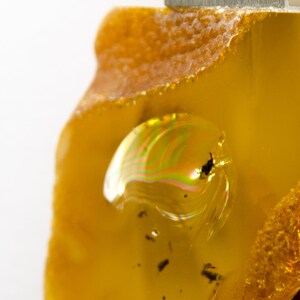 Pode incluir: Um close-up de um peda&ccedil;o de &acirc;mbar com um inseto preso. O &acirc;mbar &eacute; de cor amarela quente e o inseto &eacute; uma pequena mosca marrom escura. O &acirc;mbar &eacute; transl&uacute;cido e o inseto &eacute; vis&iacute;vel atrav&eacute;s do &acirc;mbar.