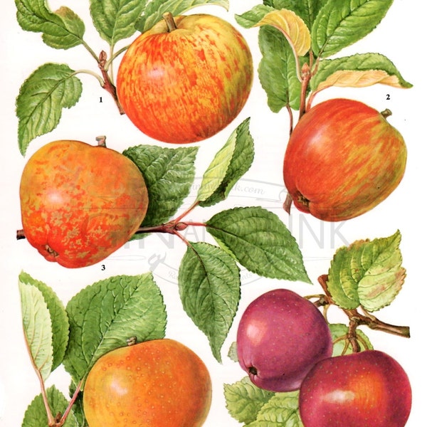 Vintage Fruit Print - Apple varieties - 1970s Vintage Print