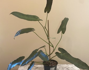 Philodendron Atabapoense - Top Cutting - Rare Aroid Houseplant - US Seller