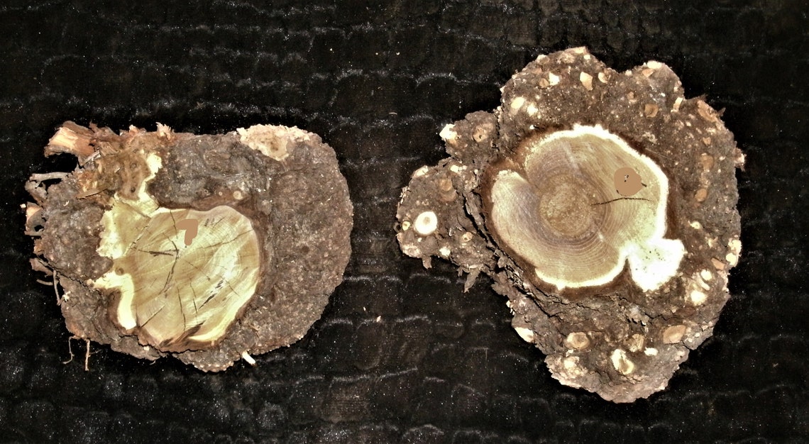MEDIUM VARIETY PACKS Burl Scraps & Wood Scraps...great Resin Etsy