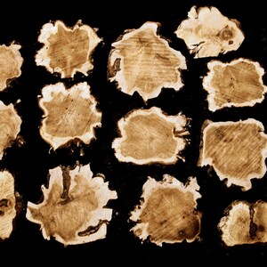 BURL SLICES ONLY!