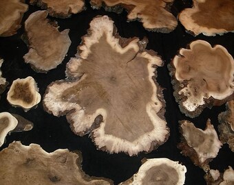 MEDIUM BURL SLICES: 6" to 8" approximately