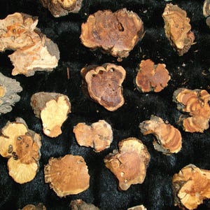 May include: A collection of irregularly shaped, light brown and tan wood slices with visible grain patterns. The pieces vary in size and shape, with some showing darker brown centers. The background is a dark, textured fabric.