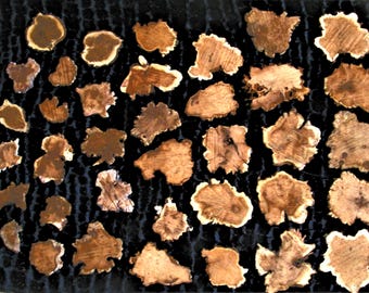 SMALL VARIETY packs! BURL slices for resins!