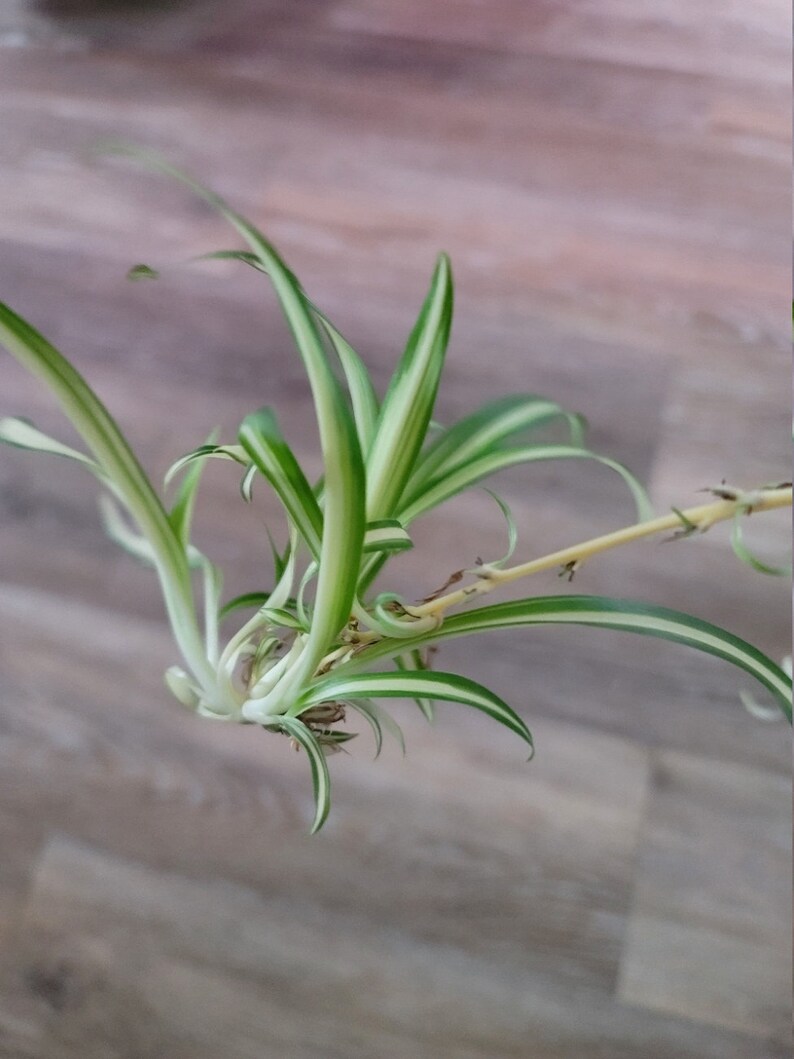 Spider Plant Babies Spiderettes Children of Frederick The