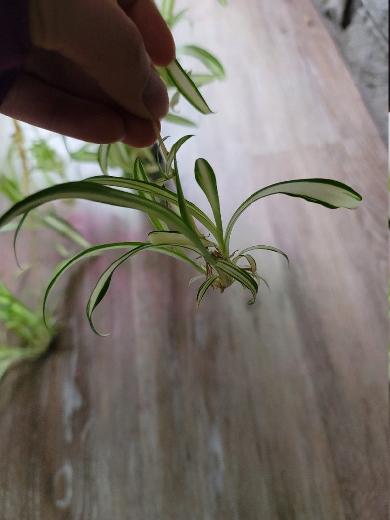 Spider Plant Babies Spiderettes Children of Frederick The