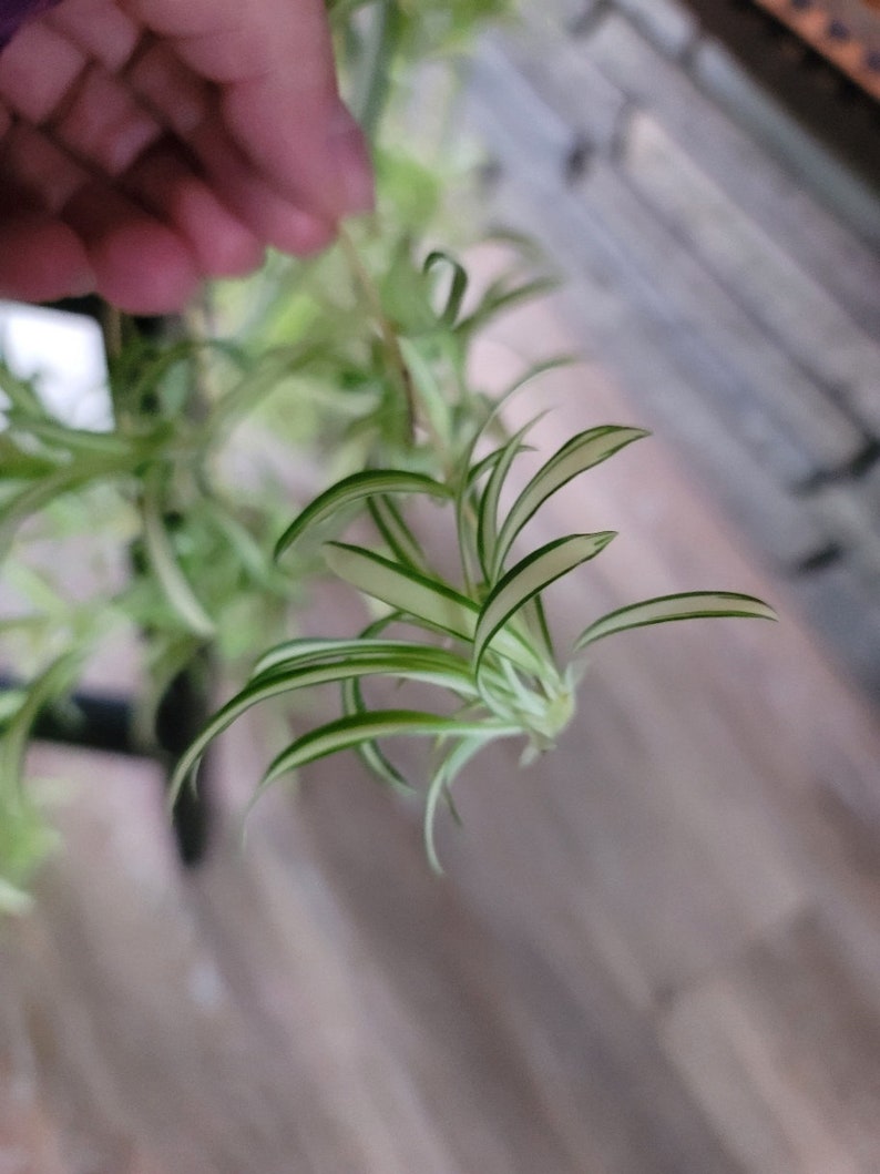 Spider Plant Babies Spiderettes Children of Frederick The