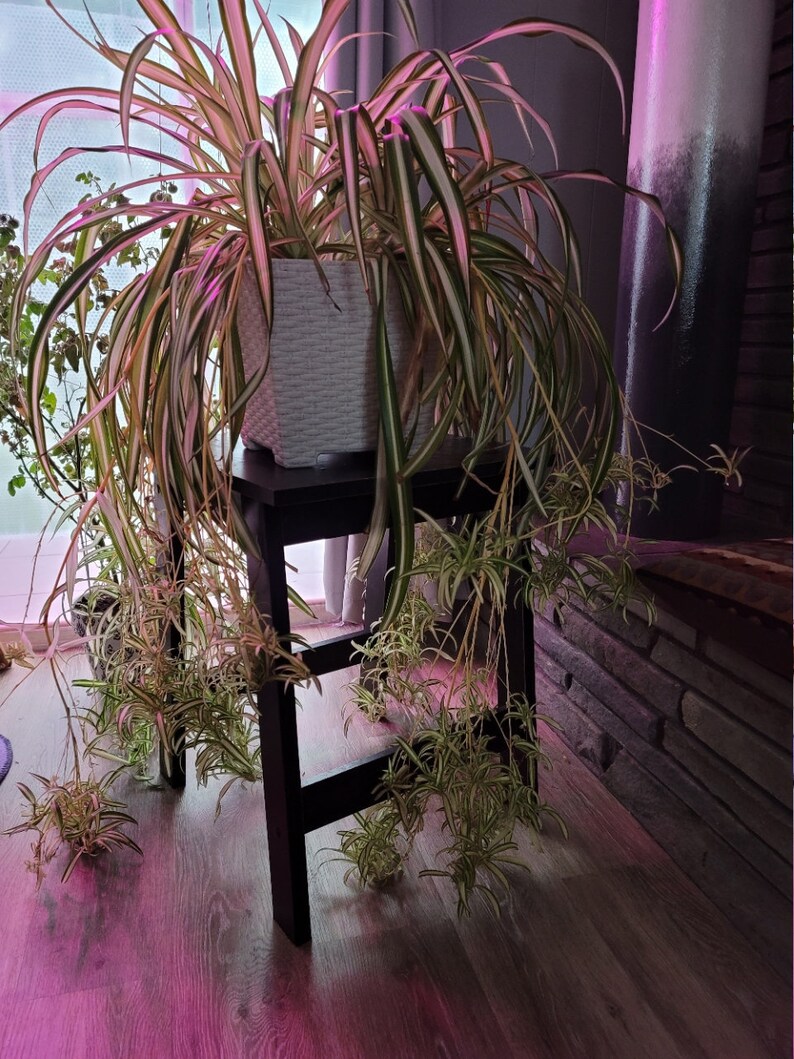 Spider Plant Babies Spiderettes Children of Frederick The