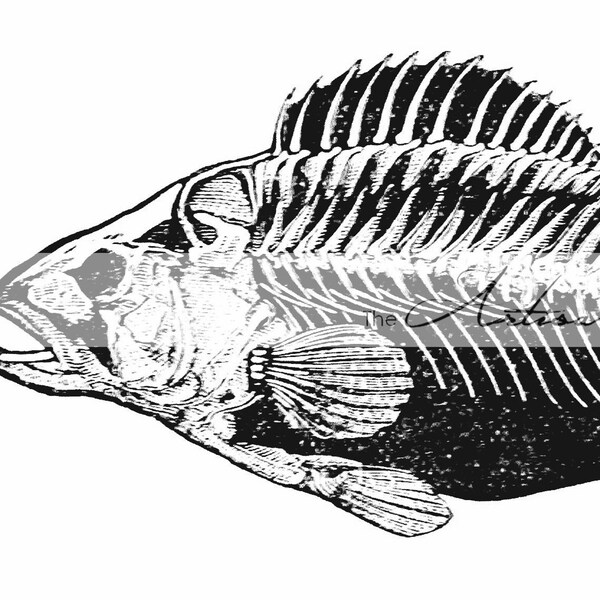 Instant Art Printable Download - Fish Skeleton Art Image - Paper Crafts Scrapbooking Altered Art - Fish Anatomy Seafood Ocean Sea Fish Art