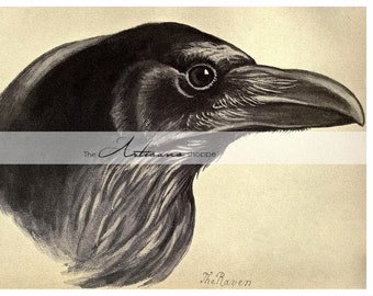 Digital Download Printable - Raven Crow Corvidae Dark Black Bird Gothic Woodland Nature Antique Vintage - Paper Crafts Scrapbook Altered Art