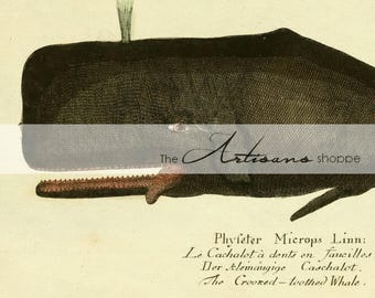 Antique Sperm Whale Illustration: Vintage Nautical Art Print (Digital Download)