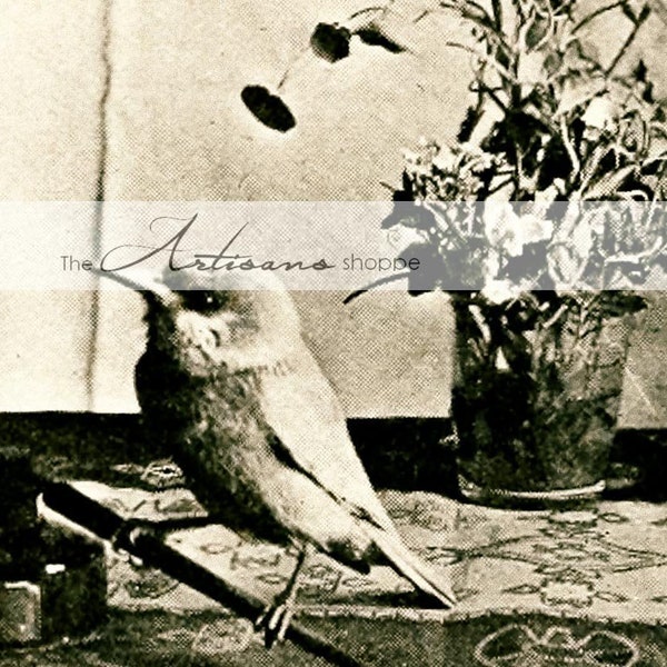 Instant Art Printable Download - Office Bird Desk Inkwell Antique Vintage Photograph Art Image - Paper Crafts Altered Art Scrapbooking