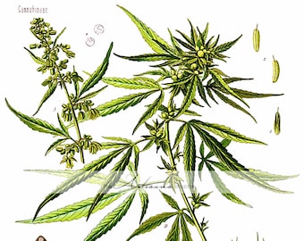 Instant Art Printable Download - Vintage Botanical Cannabis Marijuana Plant Image - Paper Crafts Altered Art Scrapbook - Green Leaf Art
