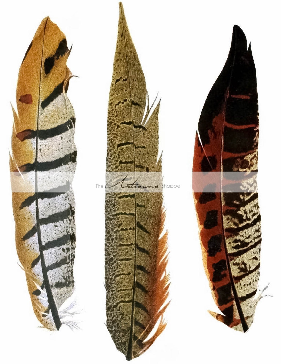 Reeves Pheasant Side Tail Feathers – Jupiter Row