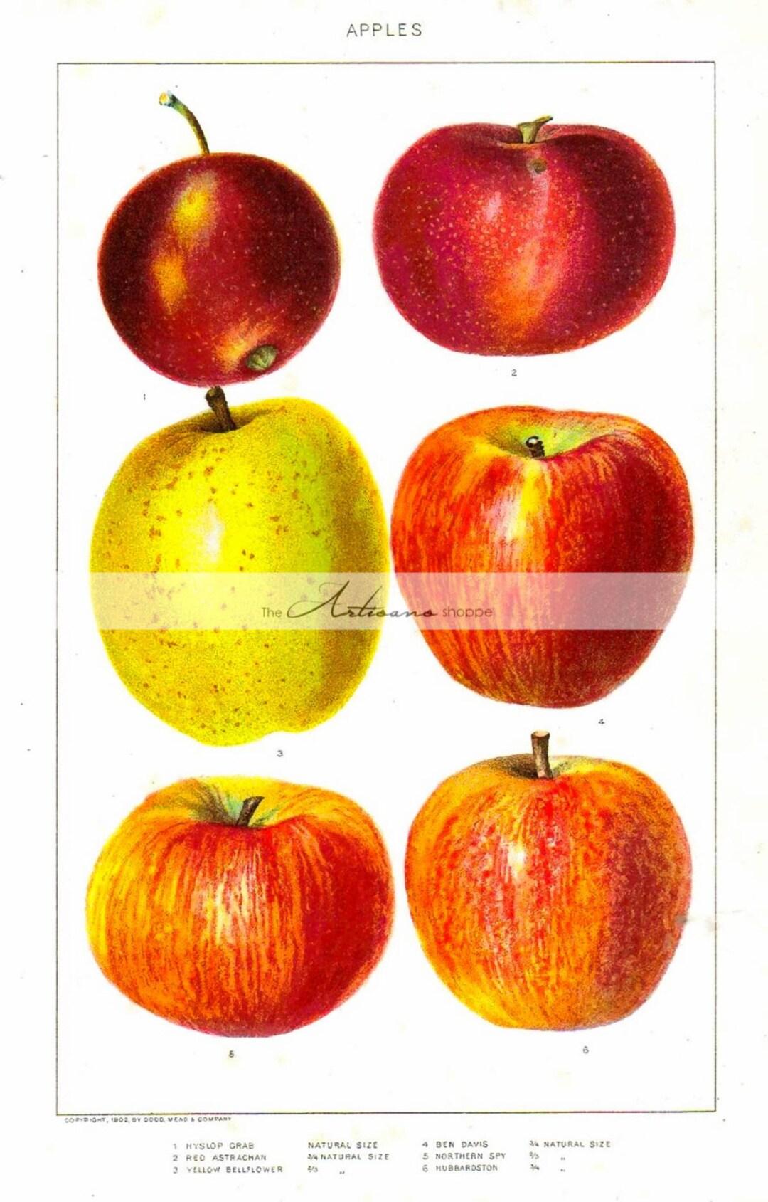 Digital Download Printable Art Vintage Apples Art Image - Etsy