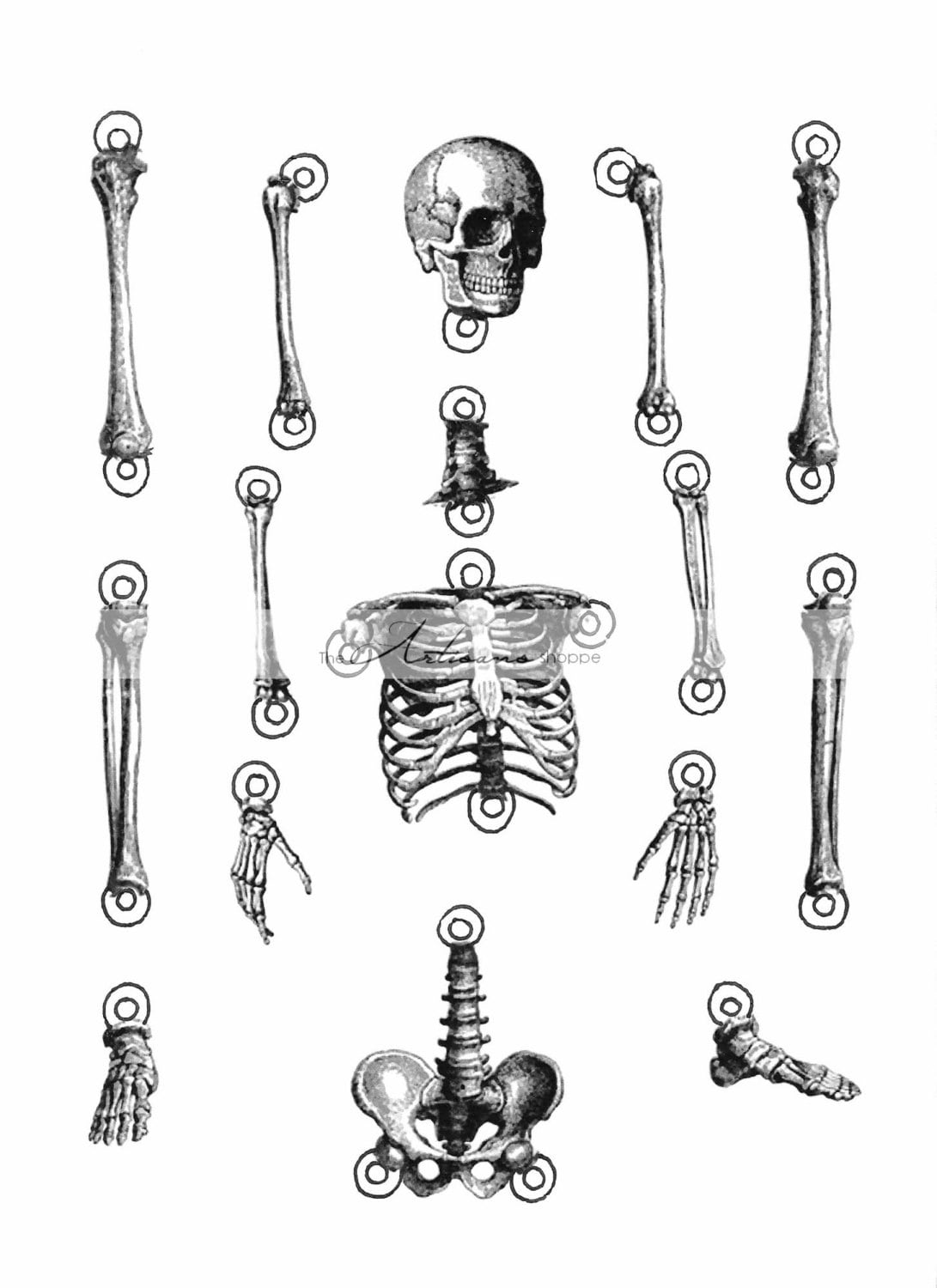 large printable skeleton parts