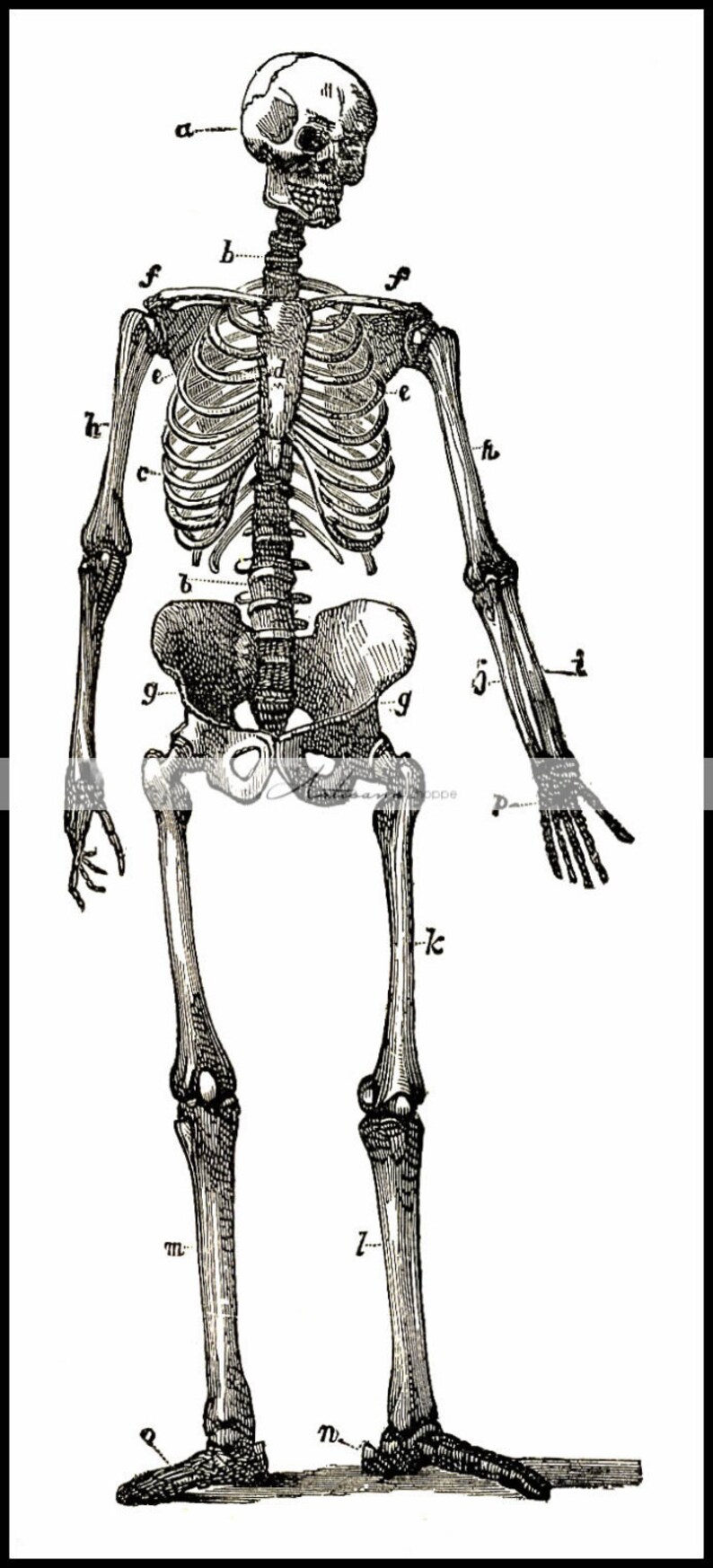 Digital Download Printable Skeleton Diagram Illustration Biology Diagrams