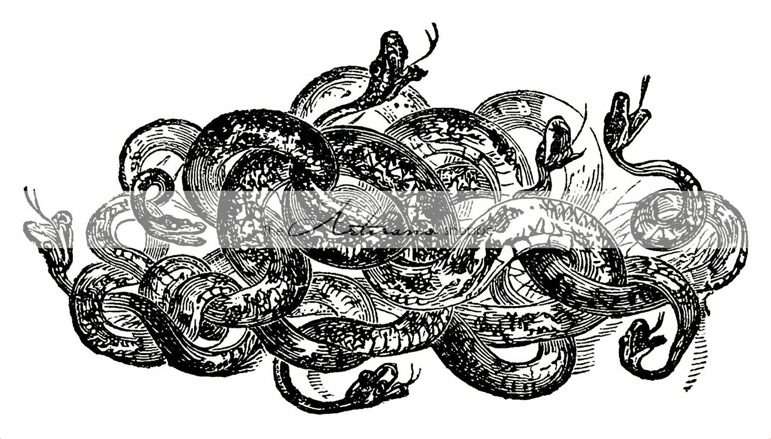 Bed of Snakes Illustration Snake Serpent Creepy Digital | Etsy