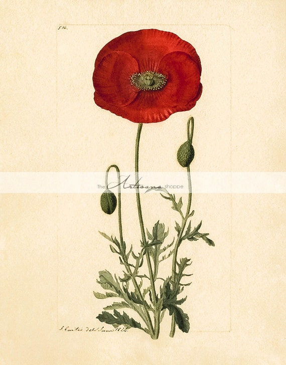Printable Art Download Antique Red Poppy Flower Botanical | Etsy