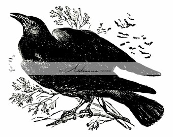 Black Bird Crow Raven Illustration Antique Vintage Art Image - Digital Download Printable Instant Art - Paper Crafts - Raven Corvidae Black