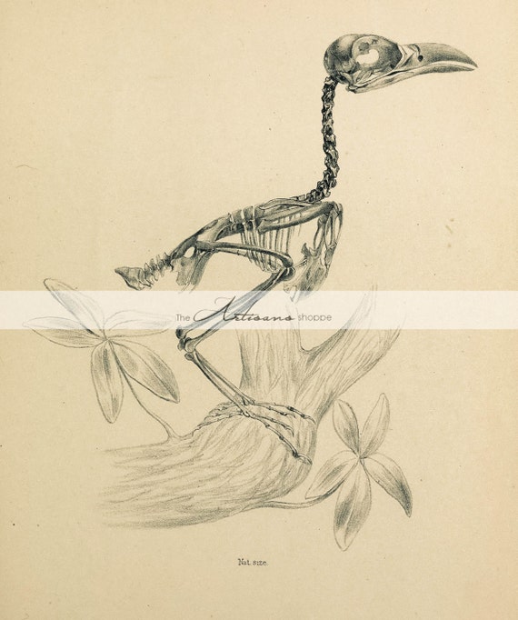Bird animal skeleton vector illustration isolated on white background, Hand draw  skeleton raven. Digital doodle Animal skull bones, skeleton vector si Stock  Vector Image & Art - Alamy
