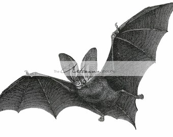 Instant Download - Antique Bat Illustration Image - Paper Crafts Scrapbooking Altered Art - Bats Halloween Night Nocturnal Animal Mammal