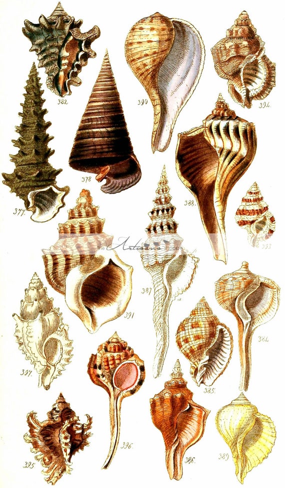 digital download printable art seashell collection shells etsy seashell collection