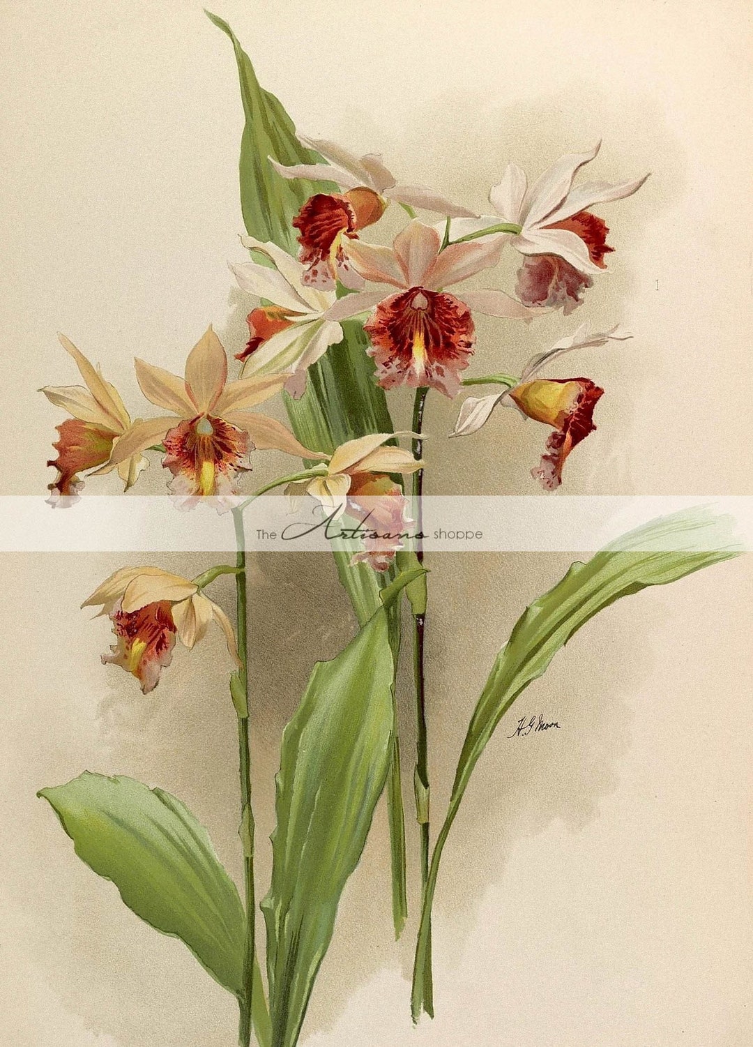 Digital Download Printable Orchids Flowers Orchid Floral Botanical ...