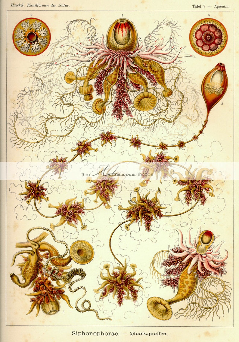 Instant Art Printable Download Siphonophorae by Ernst Haeckel Nature Art Image Paper Crafts Altered Art Scrapbooking Sea Ocean Sealife image 1