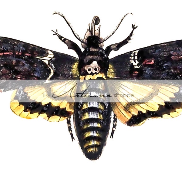 Death Head Moth - Etsy