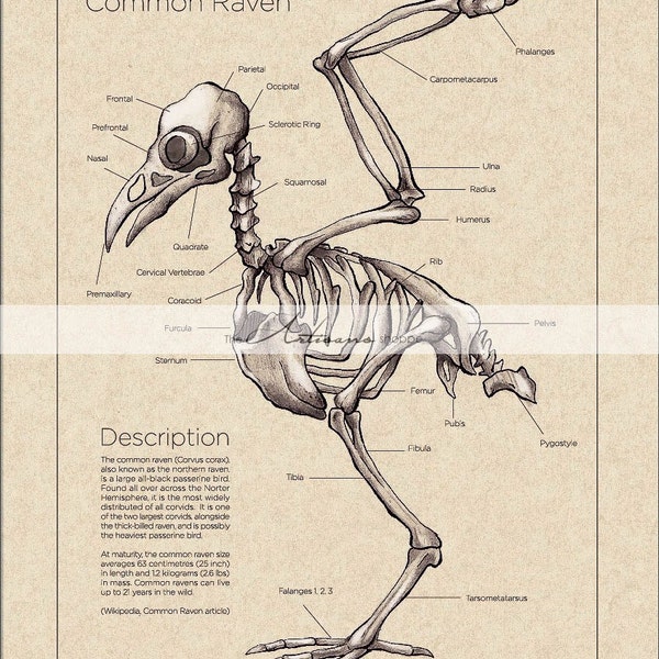 Printable Art Instant Download - Raven Crow Skeleton Diagram Vintage - Paper Crafts Scrapbooking Altered Art - Vintage Bird Anatomy Chart