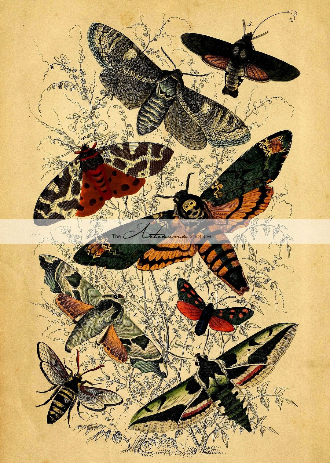 Instant Art Printable Download Moths Moth Collection Insects Wings ...