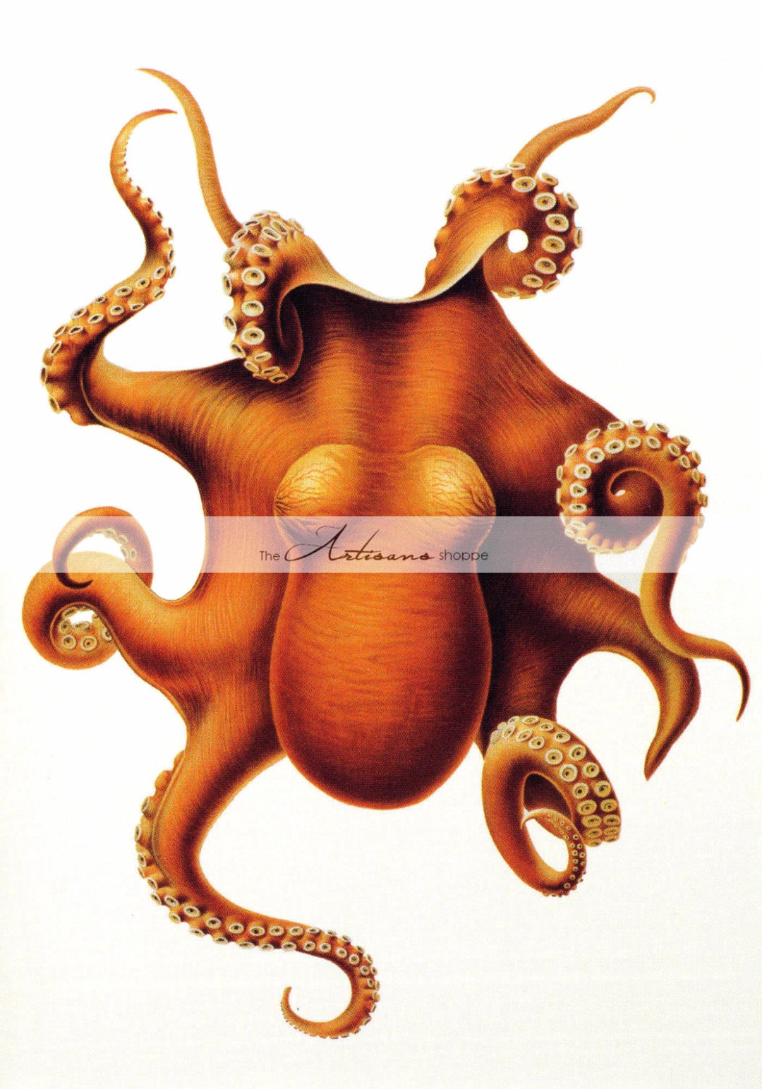 Printable Instant Download Octopus Vintage Image Paper Crafts ...