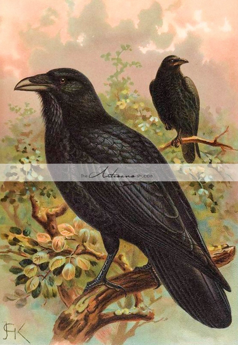 Digital Download Printable Crows Ravens Antique Lithograph - Etsy