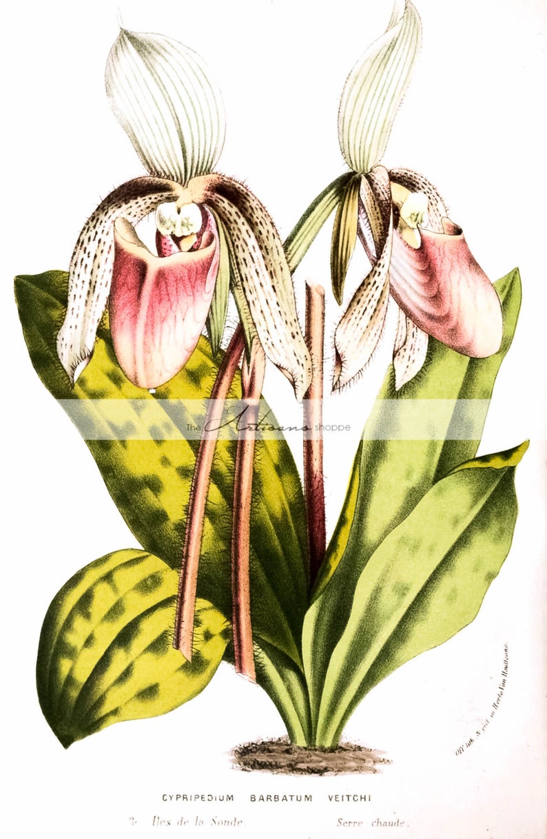 Lady Slippers Wild Orchids Cypripedioideae Botanical Digital Download Printable Paper Craft Scrapbook Altered Art Nova Scotia Flowers image 1