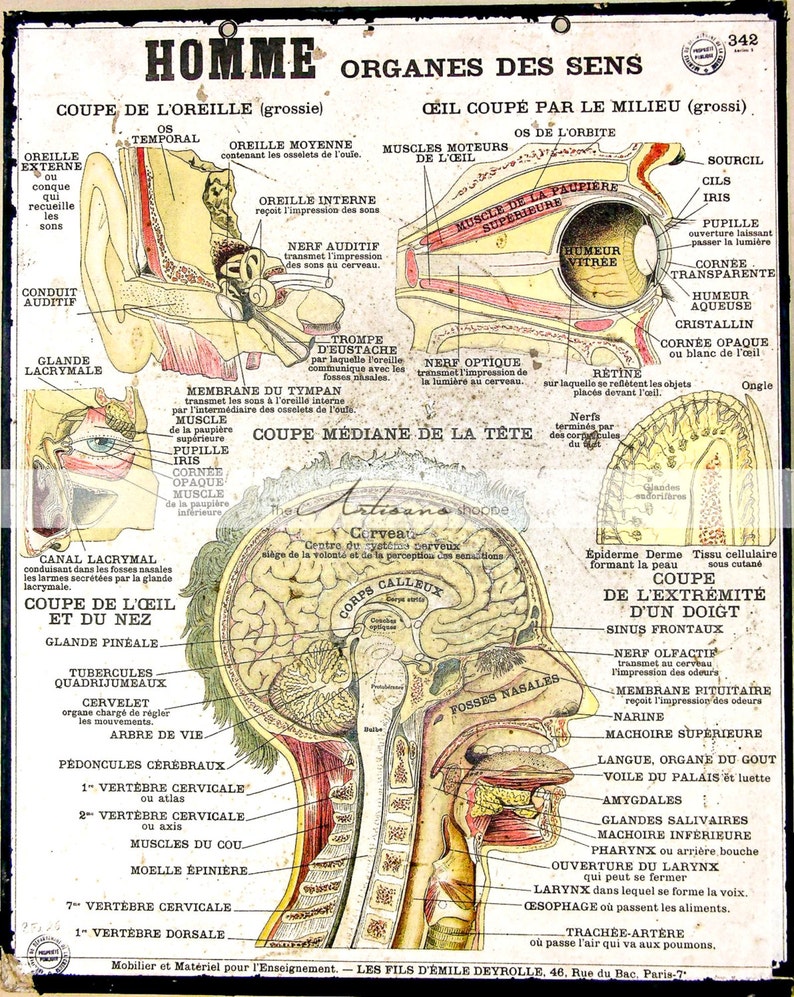 printable-free-anatomy-study-guides