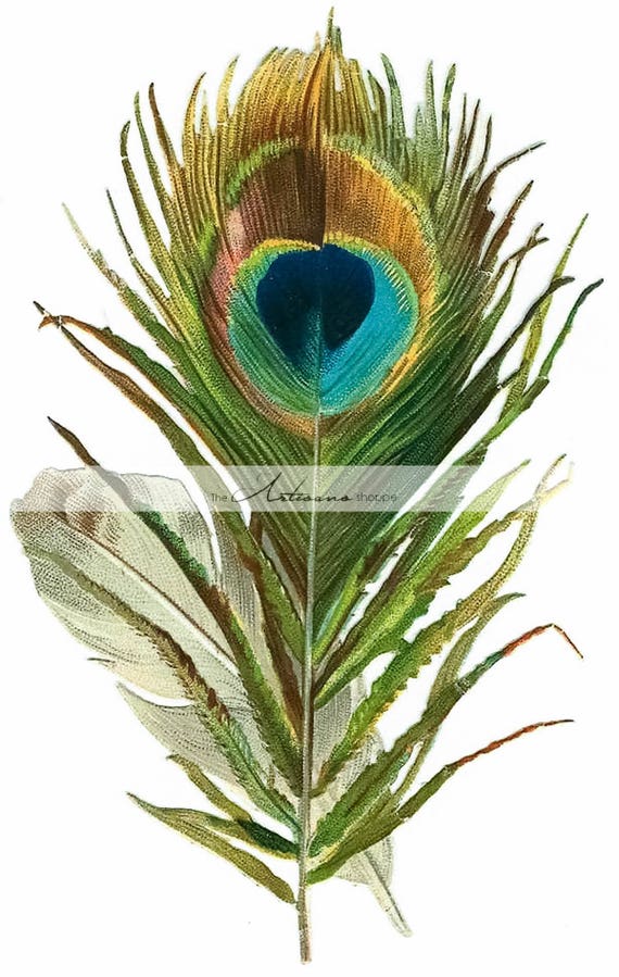 Printable Art Instant Download Peacock Feather Bird Feathers | Etsy