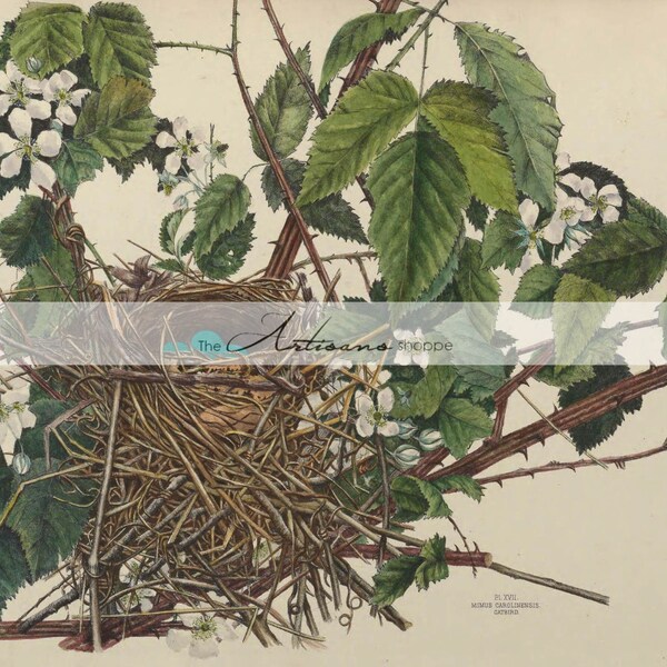 Printable Art Instant Download - Cat Bird Nest Blue Eggs Thorn Berry Bush White Flowers Art Print - Paper Crafts Scrapbooking Altered Art