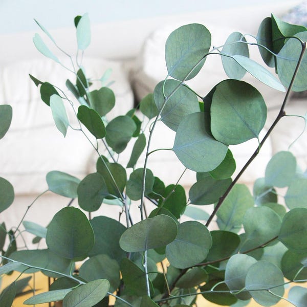 Preserved eukalyptus populus, Silver Dollar Eucalyptus   | green Eucalyptus leaf |  preserved Eucalyptus leaf for craft |  Eucalyptus leaves