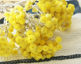 Natural dried mini immortal bouquet, natural dried yellow immortal flower , flower arrangements