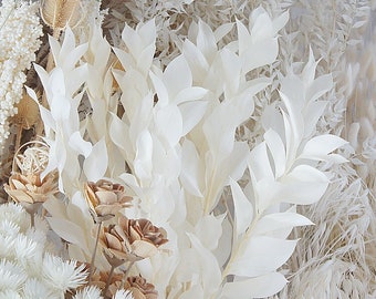 3 X Premium quality, Preserved white ruscus, white bleached ruscus, white angel wings, Home decor,top AAA quality
