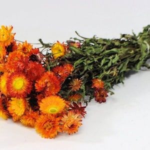 Straw flower, Helichrysum bouquet, dry Straw Helichrysum flower for decoration, dried strawflower, fragrances flower, flower centerpieces