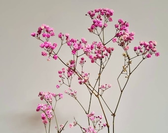 Dry gypsophila , dry flower, dried mini flower branch, white gypsy, flower arrangement, gypsophilia